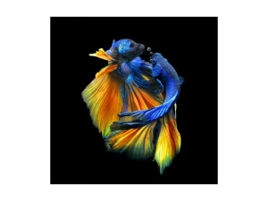 Signal Obraz Betta I 80X80