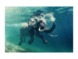 Signal Obraz Elephant 120X80