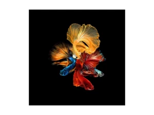 Signal Obraz Betta Ii 80X80