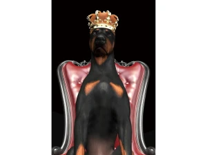 Signal Obraz Dog In Crown 80X120