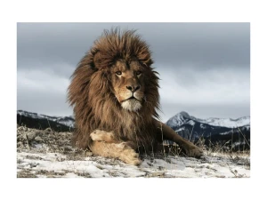 Signal Obraz Lion 120X80