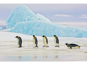 Signal Obraz Penguins 120X80