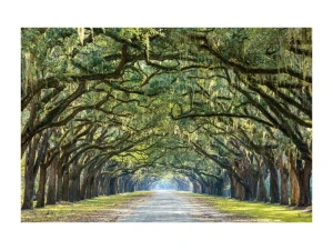 Signal Obraz Trees I 120X80
