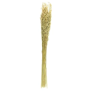 Intesi Suszony bukiet 75cm- owies